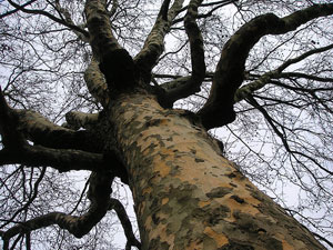 Henry's Tree may well have looked like this